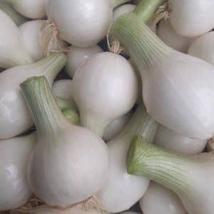 OIGNON BLANC