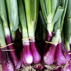 Oignons