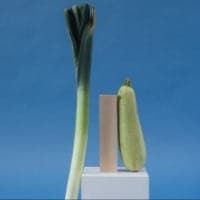 Courgette blanche