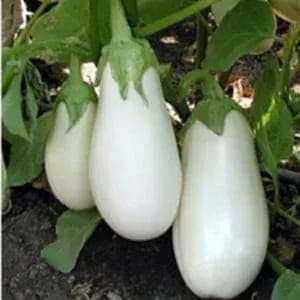 Aubergines blanches