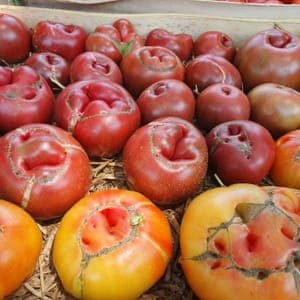 Tomates anciennes