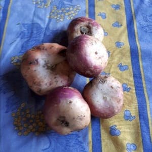 Navet de printemps vrac (OUVRIR L'ARTICLE POUR AVOIR ACCES A LA FICHE RECETTE)