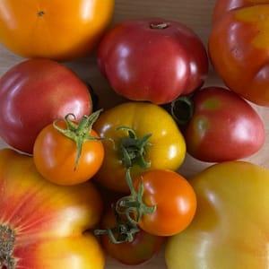Tomates anciennes de serre