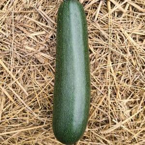 Courgette grosse