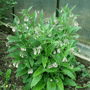 Plant de consoude variété "Bocking 14"