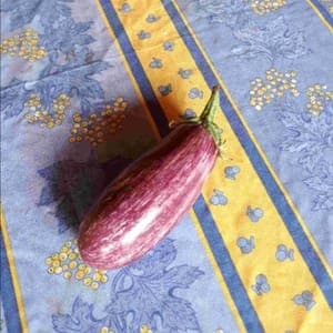 Aubergine