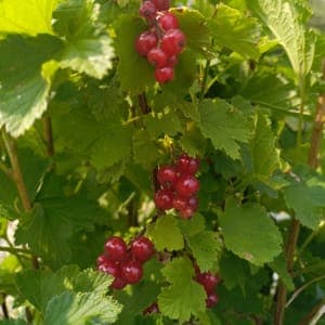 Groseilles rouges