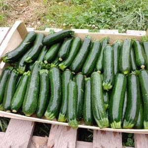 Courgette Le Potager du Coin