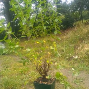 PLANT de Sauge à fleurs rouges