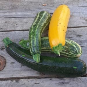 Courgettes en mélange