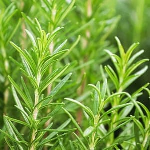 Aromatiques