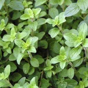 Aromatiques