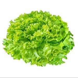 Batavia verte (salade)