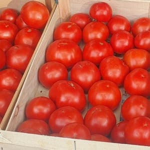 Tomates rondes