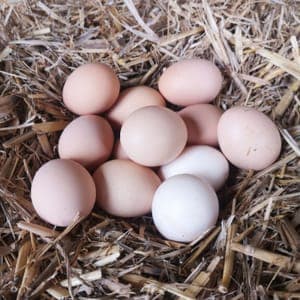 Oeufs Extra Frais