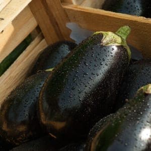 Aubergines