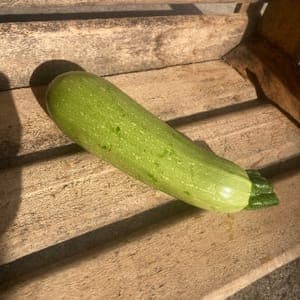 Courgette longue blanche