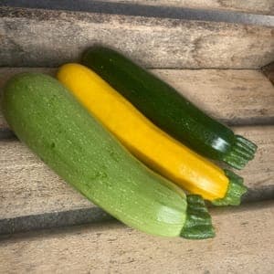 Courgette longue TRIO