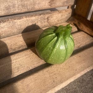 Courgette ronde