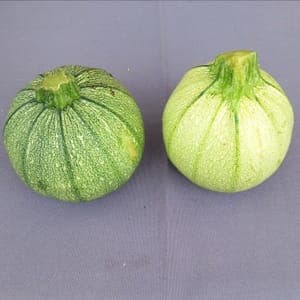 Courgette ronde de Nice lot de 2