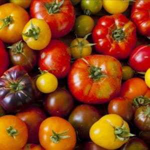 Tomates Anciennes