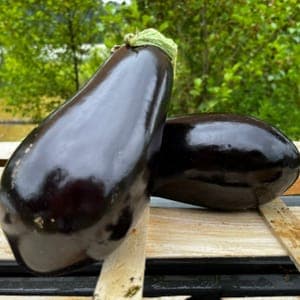 Aubergine noire