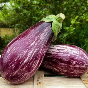 Aubergines de couleurs