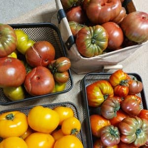 Tomates anciennes