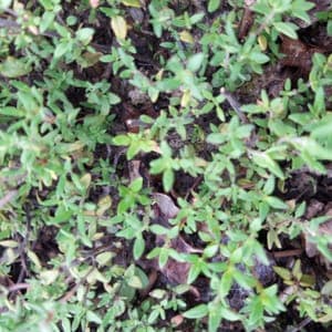 Thym bouquet