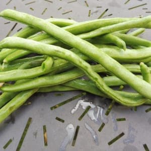 Haricot vert Neckarkonigin