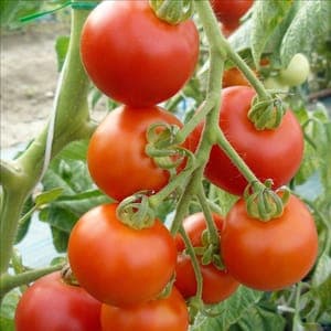 Tomates
