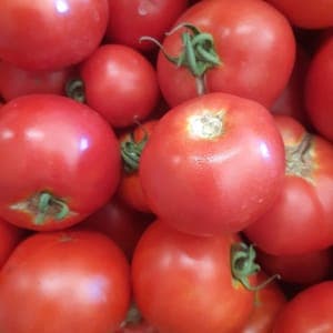 TOMATES RONDES