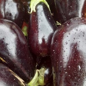 AUBERGINES