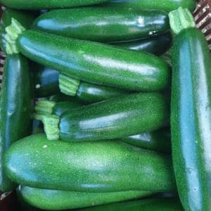 COURGETTE VERTE