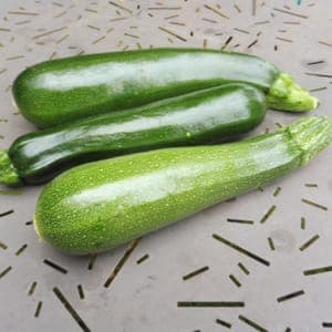 Plant de Courgette verte dite "des maraichers"