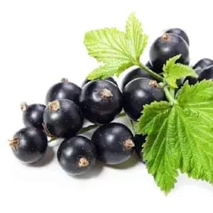 confiture