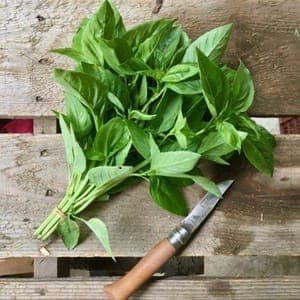 Basilic