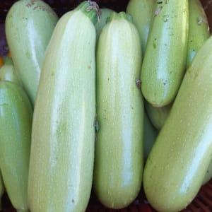 COURGETTE BLANCHE