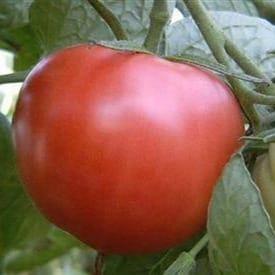 Tomate Rose de Berne