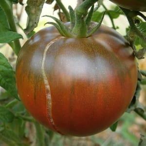 Tomate Noire de Crimée