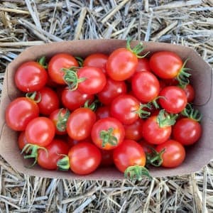 Tomate cerise barquette 500 g