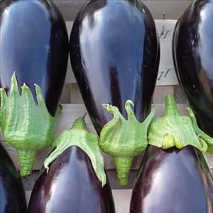 Aubergine