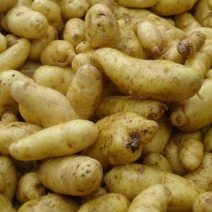 Pommes de Terre Nouvelle