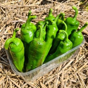 Poivron padron doux