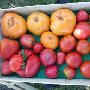 Tomates ancienne en mélange