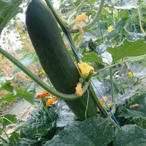 Concombre variété Vert Long ou Sonja