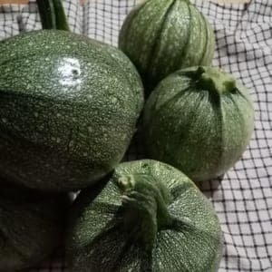 Courgettes 'Ronde de Nice'