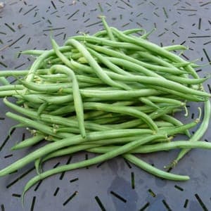 Haricot Vert cupidon