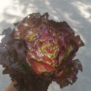 Salade pommée rouge