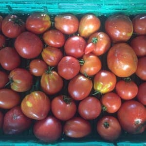 Tomate
